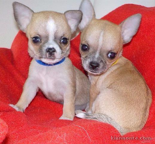 deux beau chihuahuaha