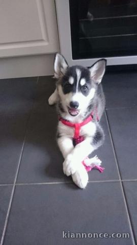 chiots Husky sibérien LOF