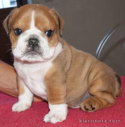 A DONNER bouledogue français femelle non LOF