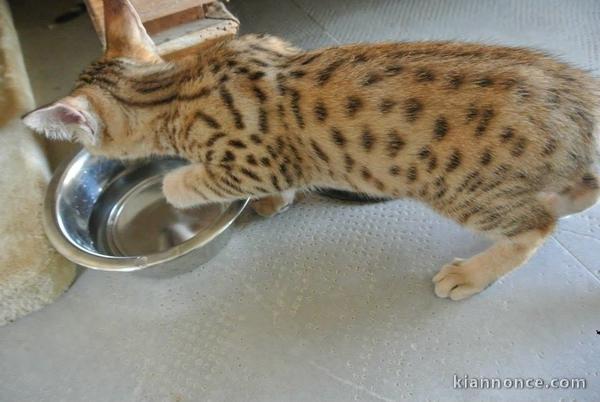 Je propose  chatons savannah LOOF