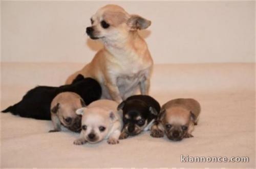 Superbes Chiots Chihuahua Pure Race Poils Courts Taille Standard