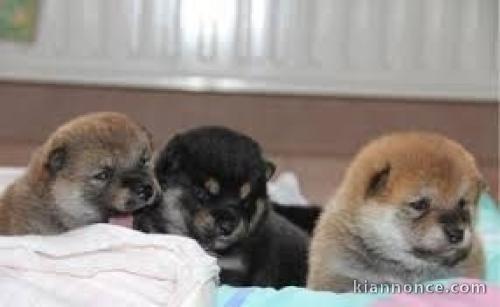 Sublimes Chiots Shiba Inu Pure Race