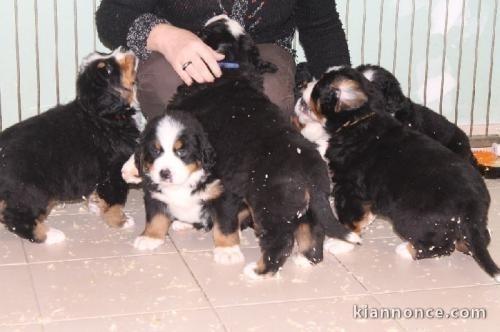 Magnifiques chiots Bouvier Bernois Pure Race 