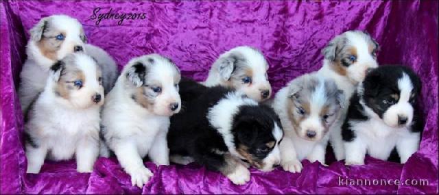 Magnifiques Chiots Berger Australien 