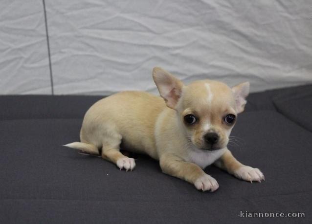 Adorable chiot chihuahua miniature