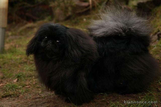 Superbe jeune chien Pékinois!