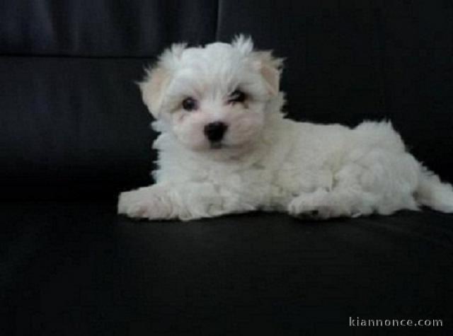 Donne magnifique femelle bichon maltais