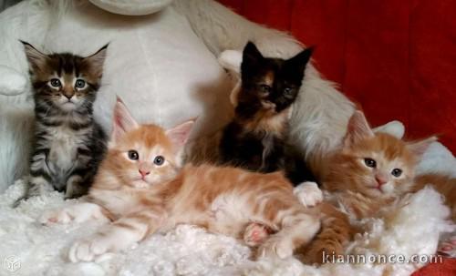 5 chaton maine coon loof mâle et Femelle, de beau gabarit