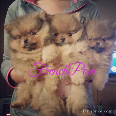 05 chiots trés beaux spitz nain disponibles pour adoption