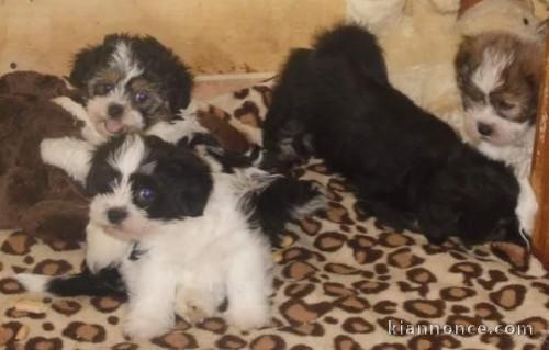 Bichon Havanais, 2 mâles et 3 femelles,parents Pédigrée