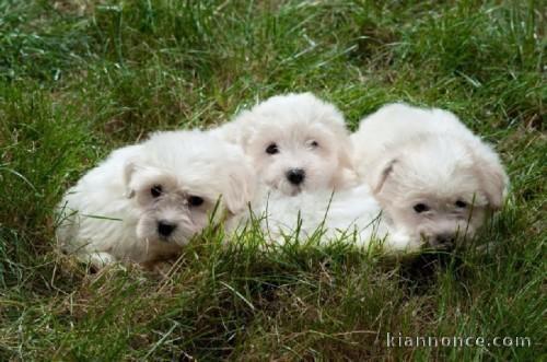 Très Adorable chiots Pure Bichon Maltais pour adoption