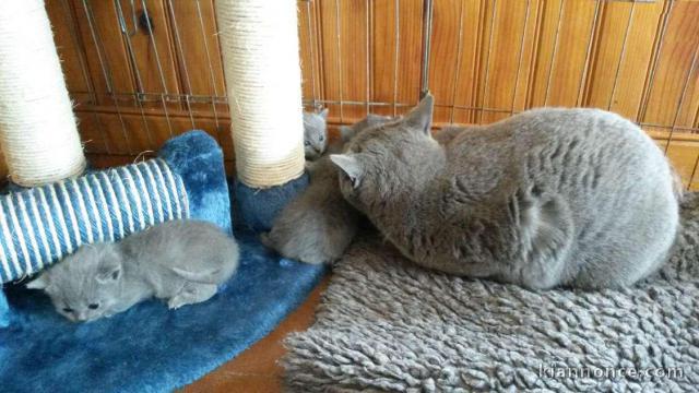 Chatons chartreux disponibles de suite : chatons Chartreux pure r