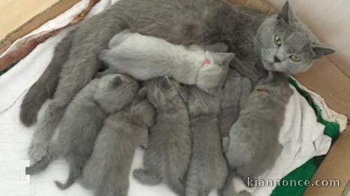 6 Adorables Chatons pure race chartreux à placer.