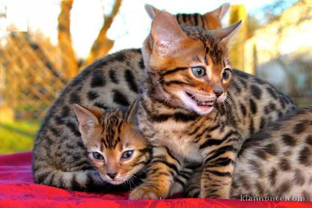 très mignons Chatons Bengal Pure Race