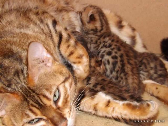 Superbes Chatons Bengal Pure Race à Placer