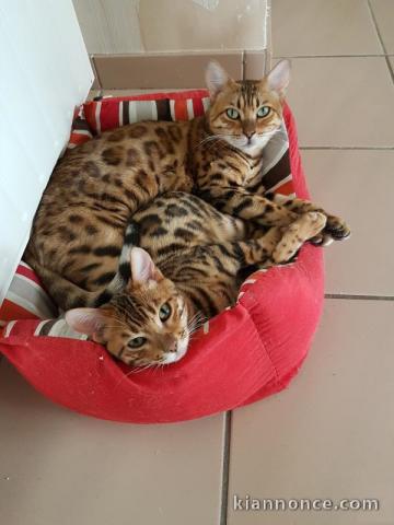 Chatons mâles et Femelle bengal pédigré