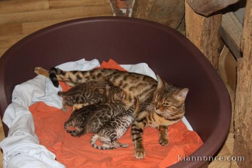 Superbes chaton BENGAL , haute qualité