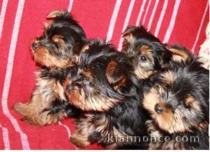 Portée de 5 adorables Yorkshire Terrier à réserver