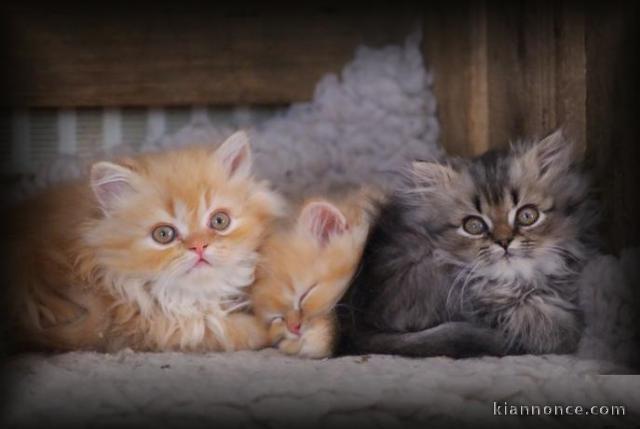 Une Magnifique portée de 5 chaton Persan