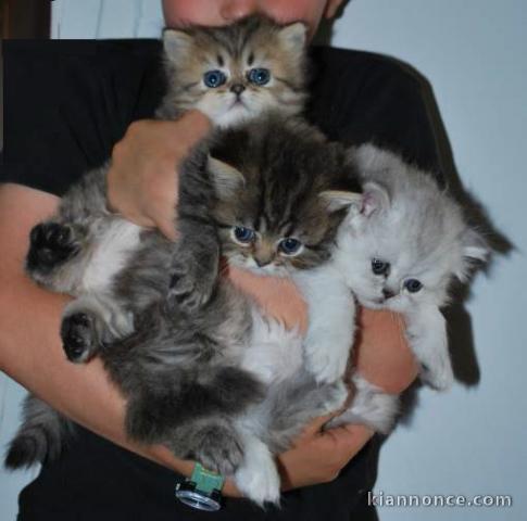 5 Chatons type Persan, Très Jolie Robe