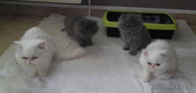 Sublimes Chatons Persan aux yeux Bleus