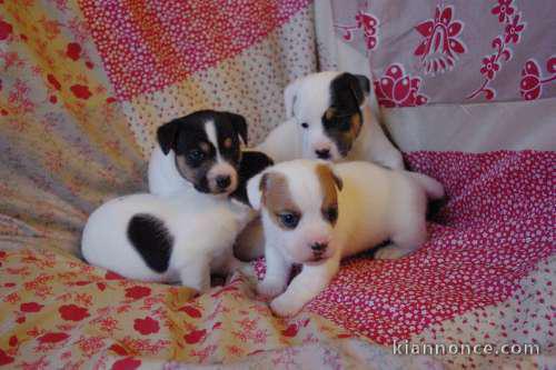 A réserver 6 chiots Jack Russel inscrit au LOF