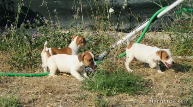 Splendides chiots Jack Russel inscrits au lof de grandes lignées
