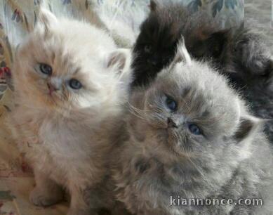 Sublimes Chatons british shorthair Loof