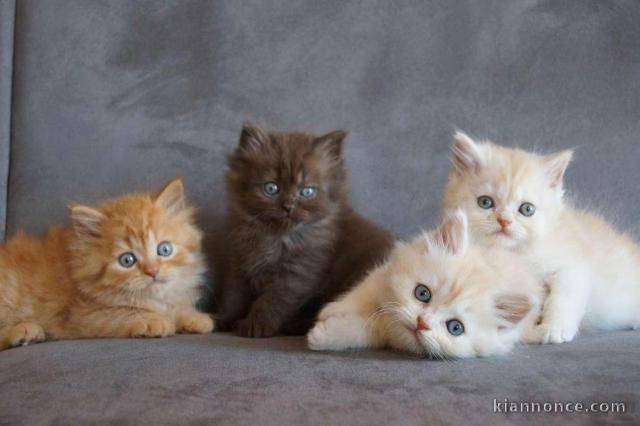 Les petits princes et princesses ! Six jolies british Shorthair.