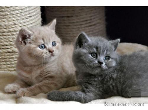 5 Super Chatons Type British Shorthair 