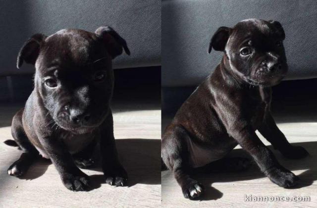 Jolis Staffordshire Bull Terrier staffie