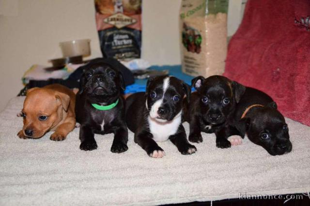 Staffordshire Bull Terrier dit staffie