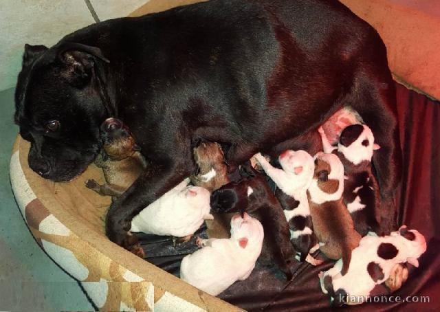 6 staffordshire bull terrier ( staffie )