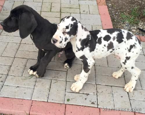 Disponible dès maintenant, 6 magnifiques chiots Dogue allemand 