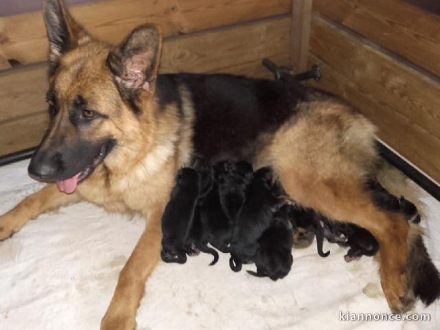 A réserver jolis petits chiots berger allemand poil pour adoption