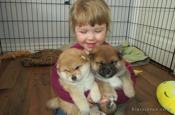 à réserver pour adoption chiots Akita americain,