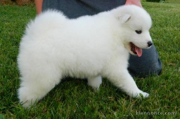 Chiots de race samoyède LOF à réserver