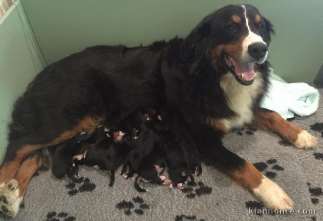 A réserver chiots bouvier bernois : 3 Femelles et 3 mâles
