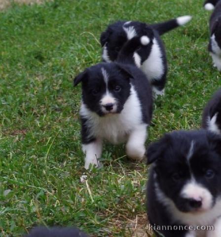 Chiots border collie cherche Famille