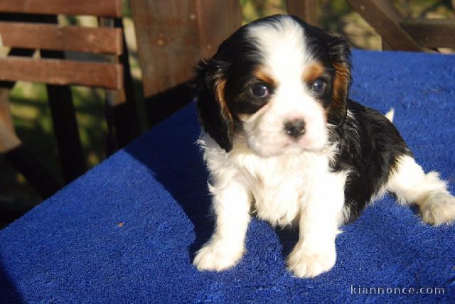 Chiot cavalier charles king  non lof