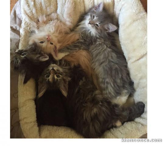 Disponible 5 Magnifique Chaton Norvégien, 2 mâles et 3 femelles.