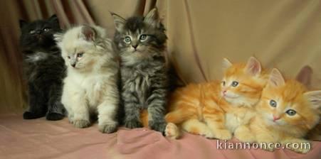 Chaton sibérien adorables disponibles de suite