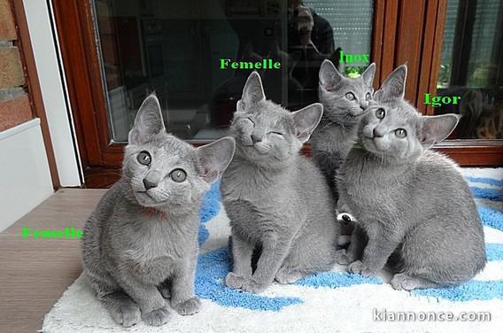 4 Chatons bleu Russe 2 males, 2 femelles