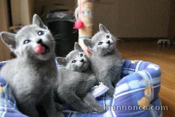 Jolis Chaton Type Bleu Russe à réserver 
