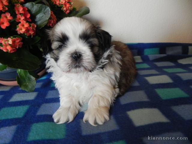  Chiot Shi non lof a donner