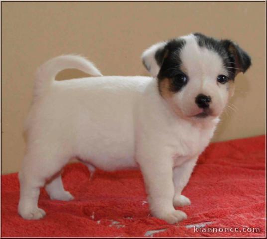  Magnifique chiot Jack russel non lof 
