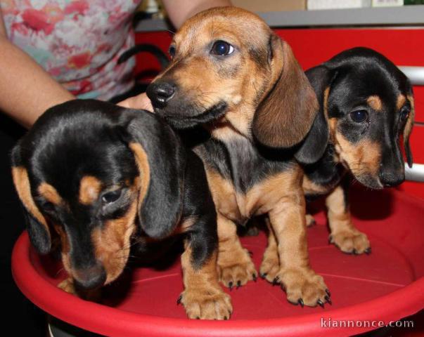 Chiot Teckel à poil dure taille standard