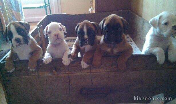 Chiots boxer sevrés et vaccinés à adopter.