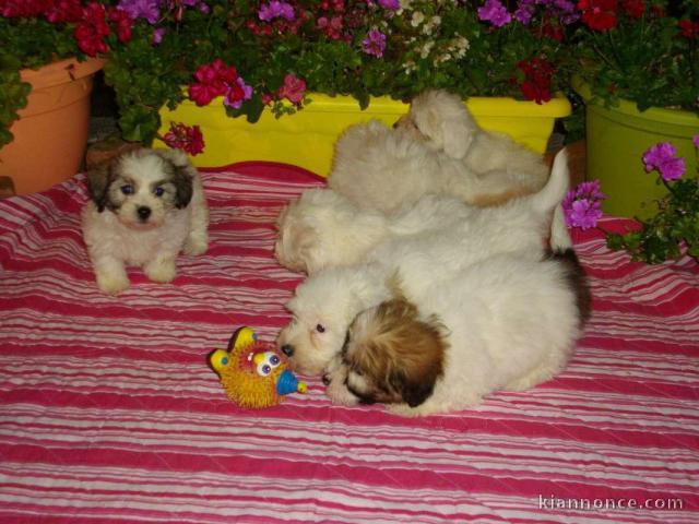5 magnifiques chiots Coton de Tuléar (3 mâles et 2 femelles)