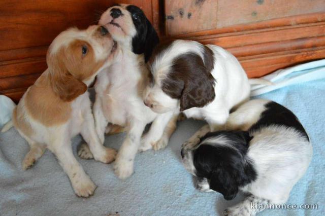 Très belle portée de chiots setters anglais pur race